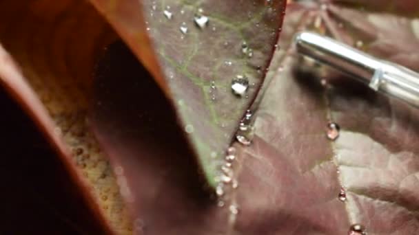 带水滴的叶子上的温度计 — 图库视频影像