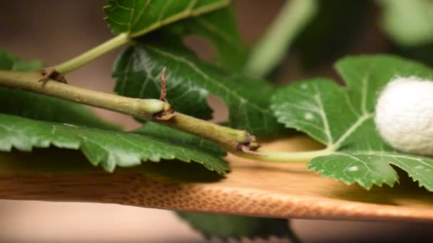 Кокон Шелкопряда Тутовыми Листьями — стоковое видео