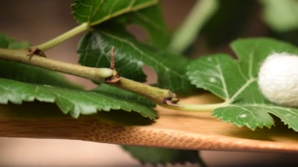 Cacao Ver Soie Avec Des Feuilles Mûrier — Video