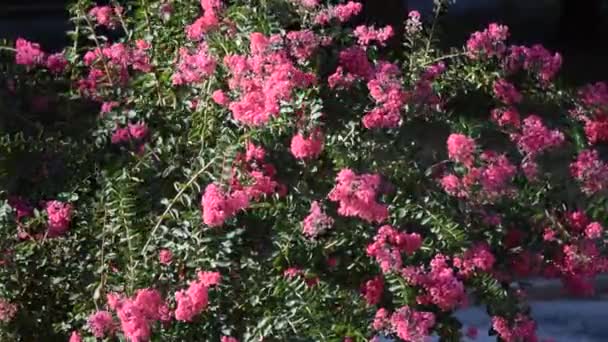 Planta Con Flores Primavera — Vídeo de stock