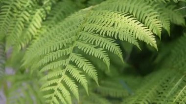 İlkbaharda ormanda eğrelti otu dalı