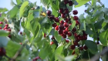 Kirazlar olgunlaşmış ve ağacı koparmaya hazır..