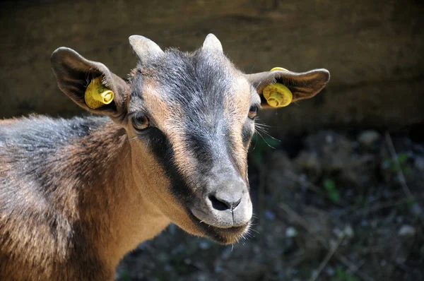 Retrato Una Cabra Con Microchips —  Fotos de Stock