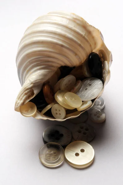 殻の中の真珠層ボトン — ストック写真