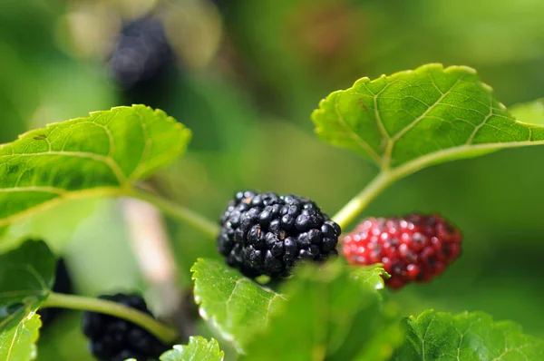 Black mulberry fruits on the tree — Stock Image Black Mulberry Fruits Tree Royalty Free Stock Images