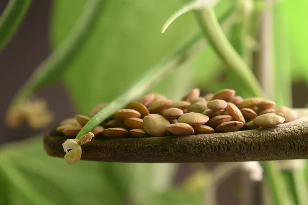 Lentilles Séchées Dans Cuillère — Photo