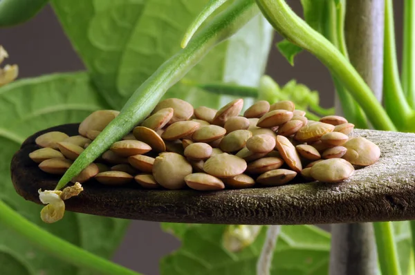 Kaşıkta kurutulmuş mercimek