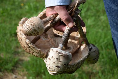 Elinde yeni toplanmış şempanze mantarları.