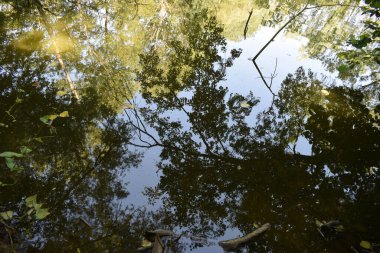 Gölette dalların refleksi