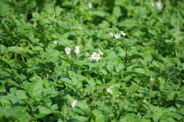 Patates tarlasının çiçekleri