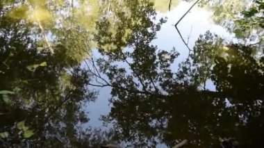 Gölette dalların refleksi