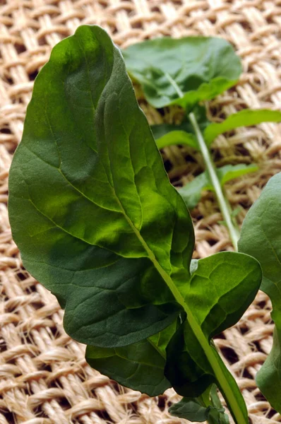 Vicino Sulle Foglie Rucola Fresca — Foto Stock