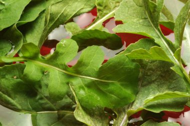 Arugula yıkanırken suda.