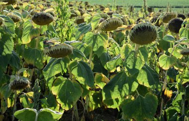 Yazın olgunlaşmış ayçiçeği tarlası