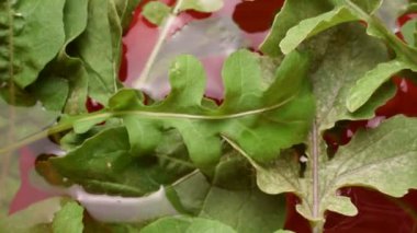 Arugula yıkanırken suda.