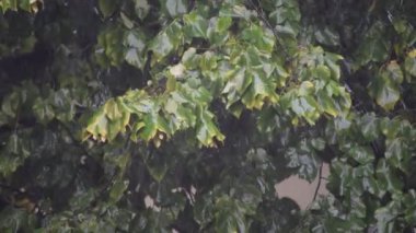 Parkta yağmurlu bir gün