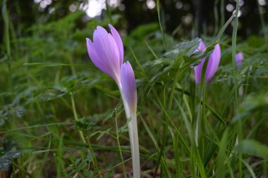 Çayırdaki krokusu kapatın.