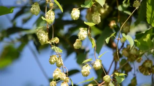Hop Plant Bloom August — Stock Video