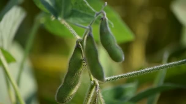 豆科植物与豆荚紧密相连 — 图库视频影像