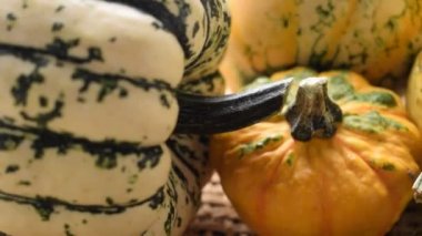 Dekoratif balkabaklarını kapat.