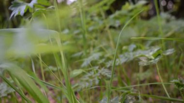 Sonbaharda bir grup crocus