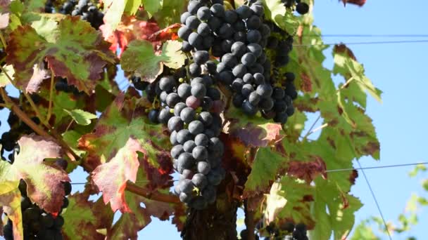 Trauben Reifer Schwarzer Trauben Auf Dem Weinberg — Stockvideo