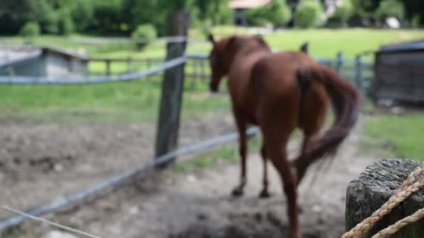 Bolas Con Caballo Fondo Finca — Vídeos de Stock