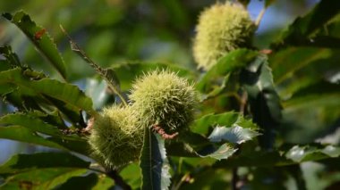 Sonbaharda bir kestaneye yakın