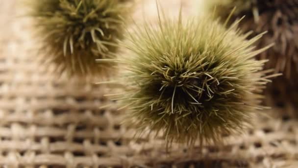 Close Van Een Kastanje Herfst — Stockvideo