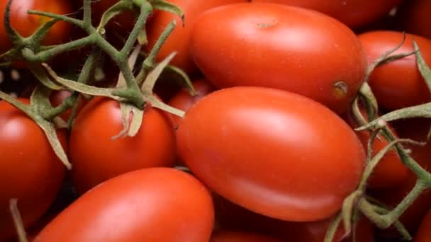 Close Van San Marzano Tomaten — Stockvideo