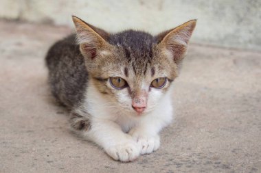 Çimento katta oturan küçük bir kedi