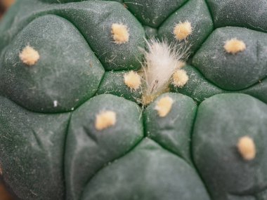 Küçük kaktüs küçük tencerede, bitki dekorasyon için. closeup görünümü.
