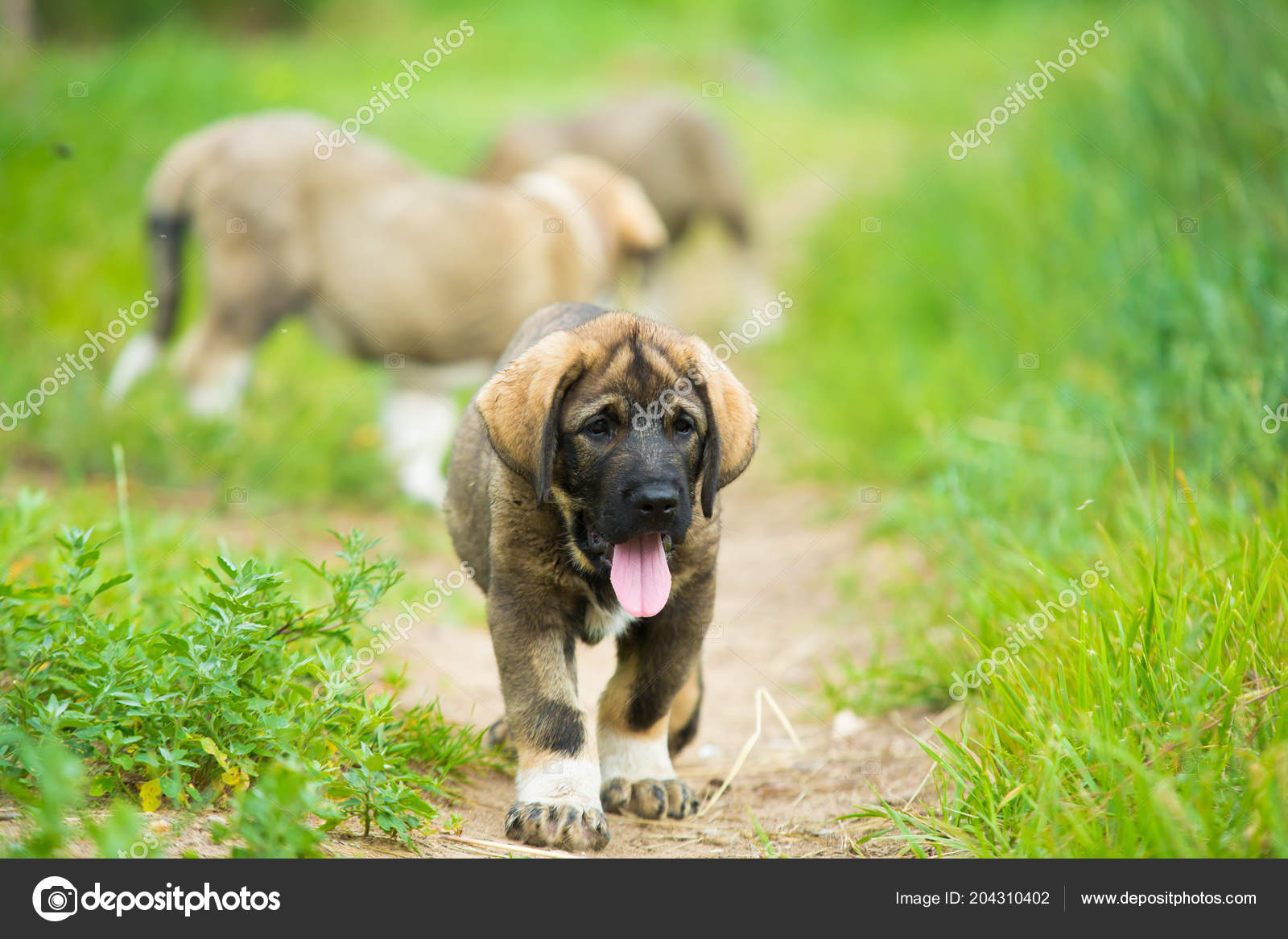 Puppy Breed Spanish Mastiff Playing Grass — Stock Photo