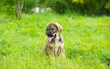 Otların arasında oynayan İspanyol mastiff cinsi köpek yavrusu
