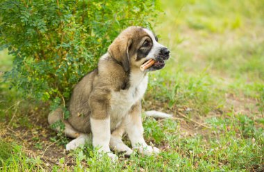 Otların arasında oynayan İspanyol mastiff cinsi köpek yavrusu
