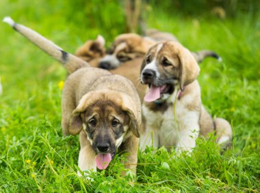 Otların arasında oynayan İspanyol mastiff cinsi köpek yavrusu