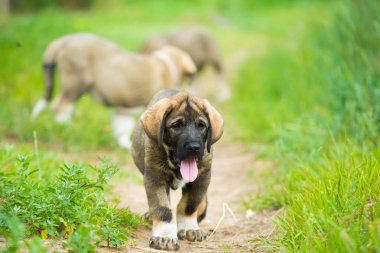 Otların arasında oynayan İspanyol mastiff cinsi köpek yavrusu