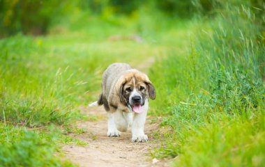 Otların arasında oynayan İspanyol mastiff cinsi köpek yavrusu