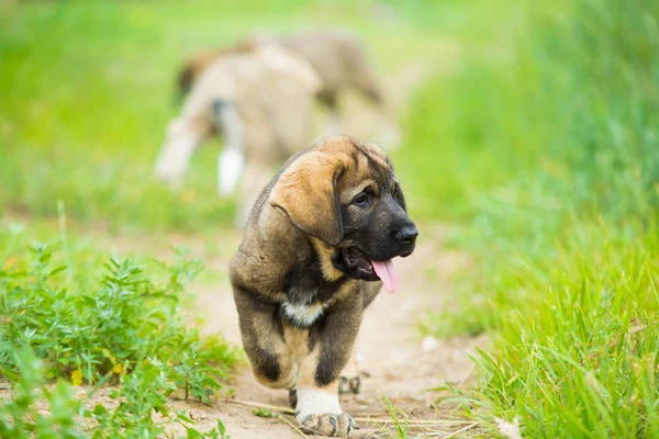 잔디에서 스페인어 강아지 — 스톡 사진