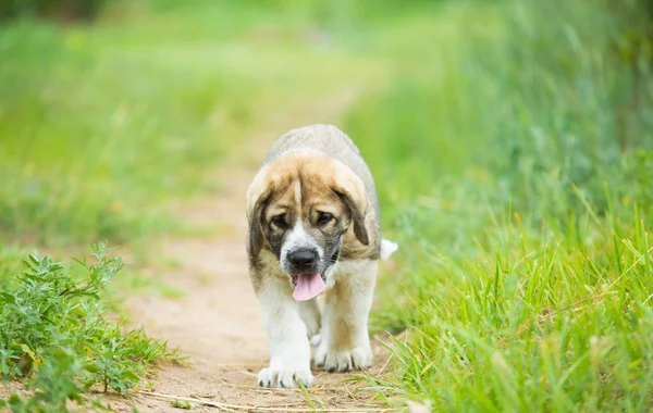 Cachorro Raza Mastín Español Jugando Hierba — Foto de Stock