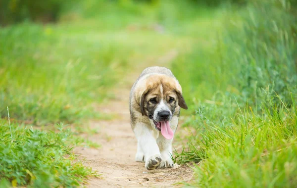 잔디에서 스페인어 강아지 — 스톡 사진