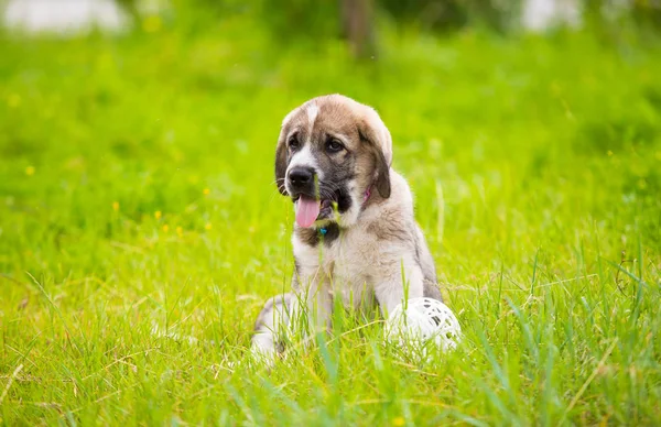 Cucciolo Razza Mastino Spagnolo Che Gioca Nell Erba — Foto Stock