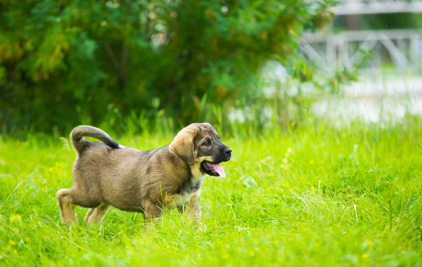 Otların Arasında Oynayan Spanyol Mastiff Cinsi Köpek Yavrusu — Stok fotoğraf