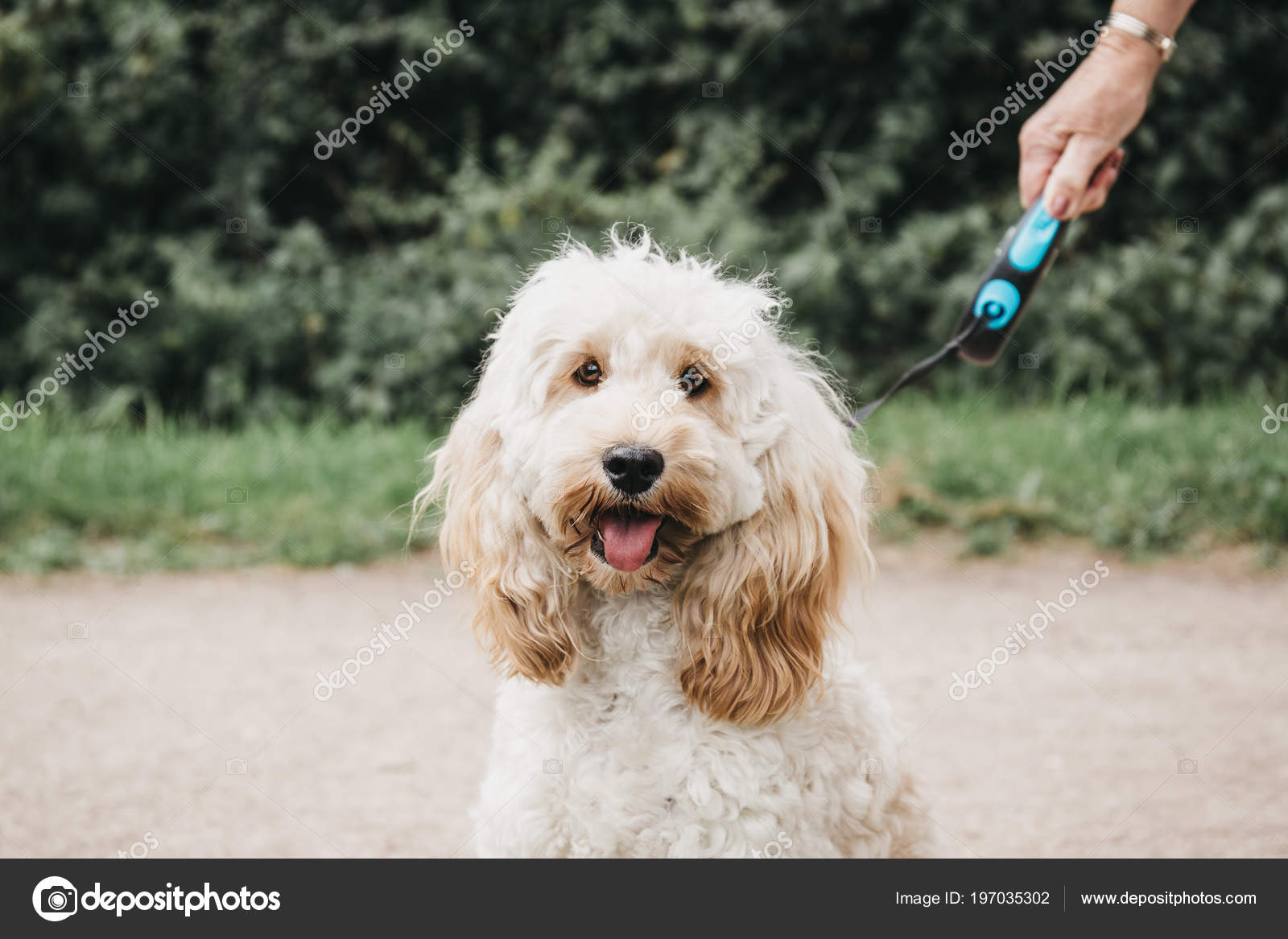 harness for cockapoo puppy