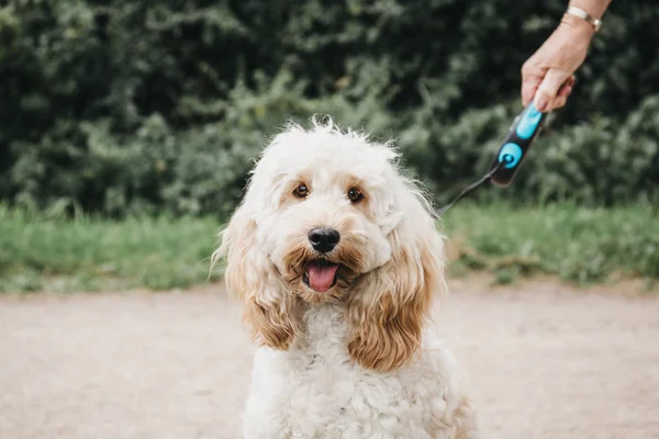 Mutlu Cockapoo Köpek Tasmalı Oturan Parkta Yürüyüş Sırasında Kameraya Bakıyor — Stok fotoğraf