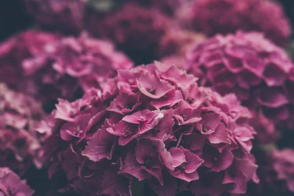 Narin Pembe Ortanca Çiçek Görünümünü Kapat — Stok fotoğraf