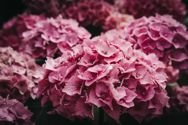 Nahaufnahme Einer Zarten Rosa Hortensienblüte — Stockfoto