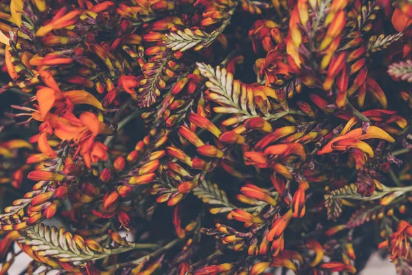 Hassas Kırmızı Turuncu Çiçekleri Sığ Odak Yakın Çekim — Stok fotoğraf