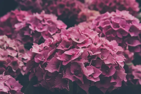 Close View Delicate Pink Hydrangea Flower — Stock Photo, Image