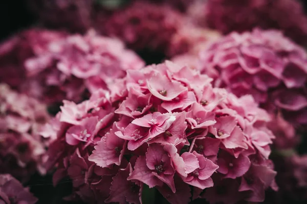 Narin pembe ortanca çiçek görünümünü kapat.